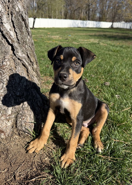 Rico, an adoptable Unknown breed in Cliffwood, NJ