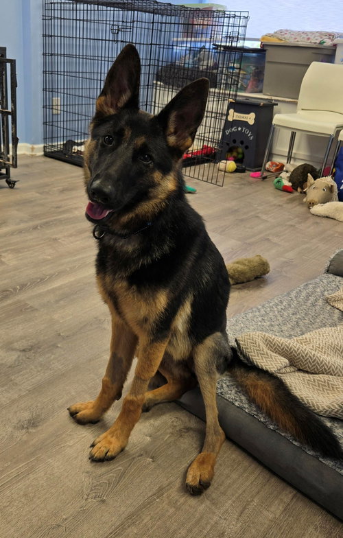 Layla, an adoptable German Shepherd Dog in Cliffwood, NJ