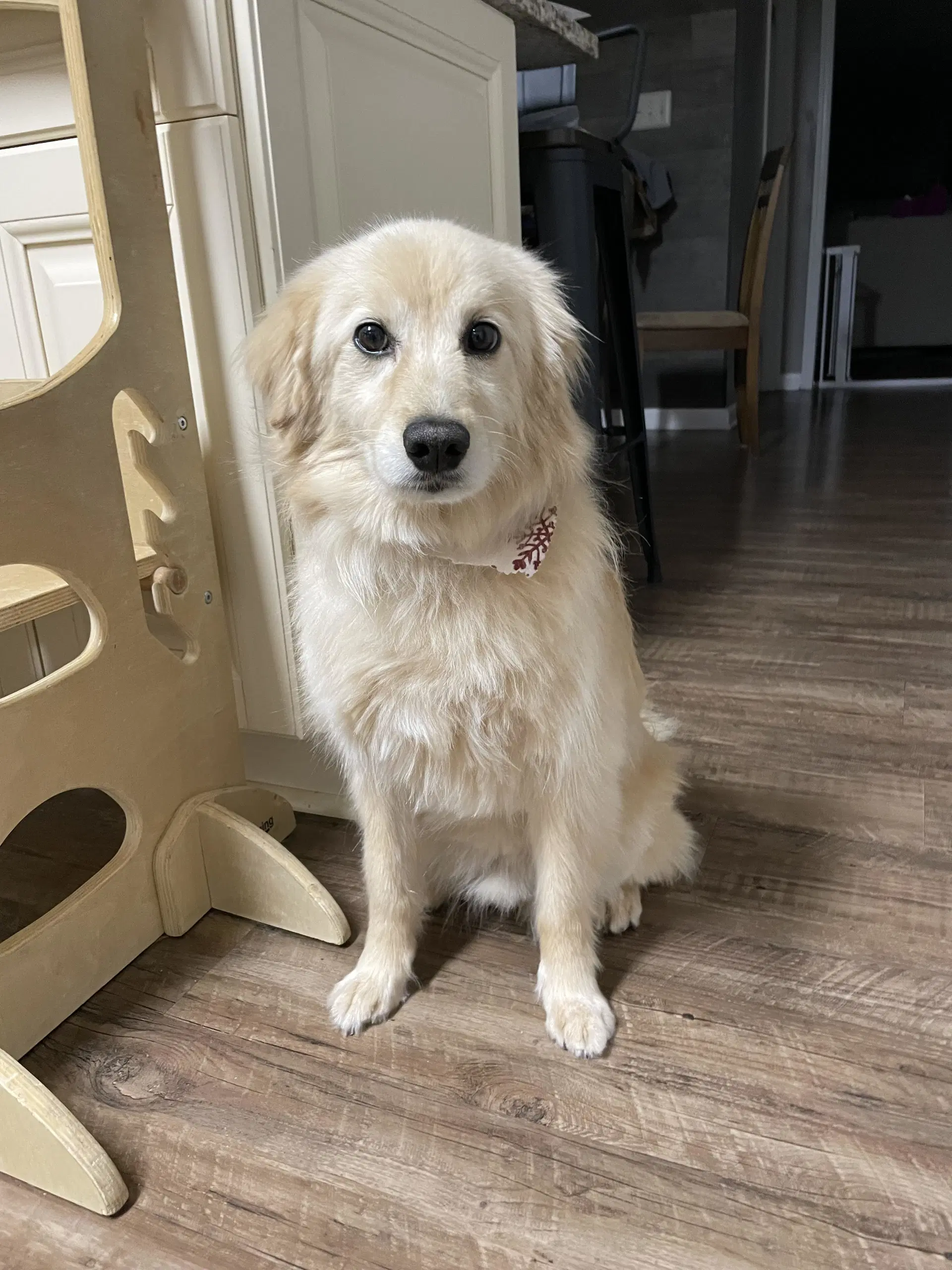 Cooper - Australian Shepherd