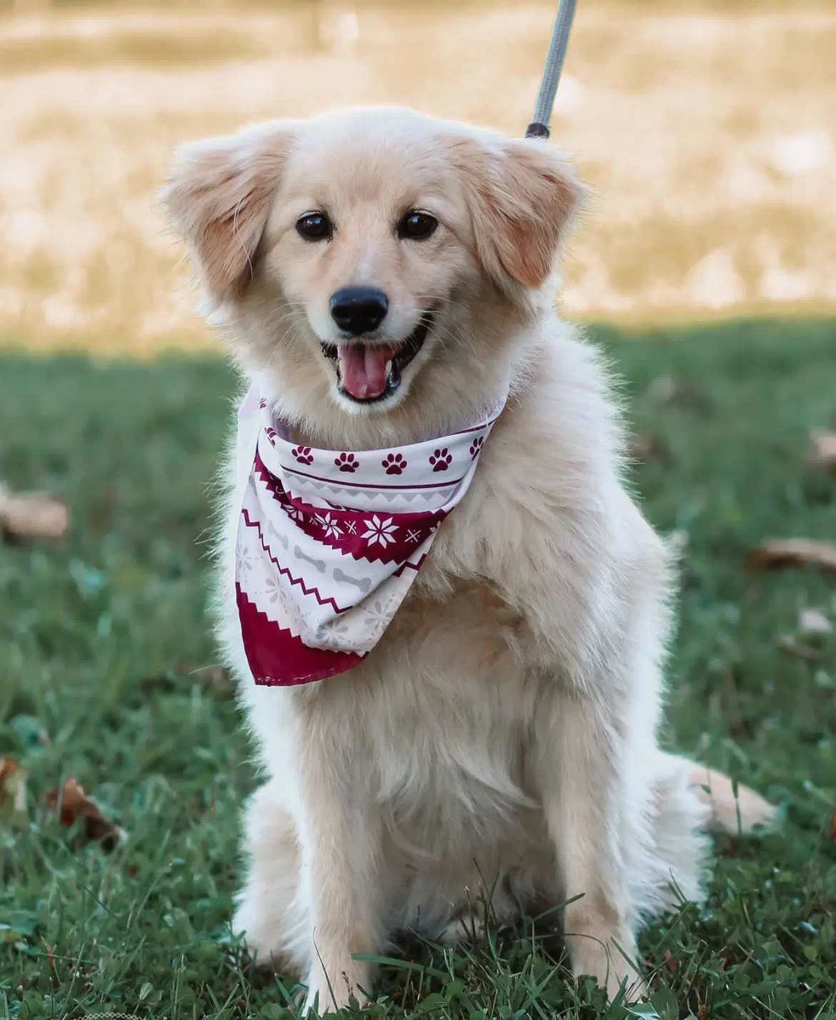 Cooper image 2