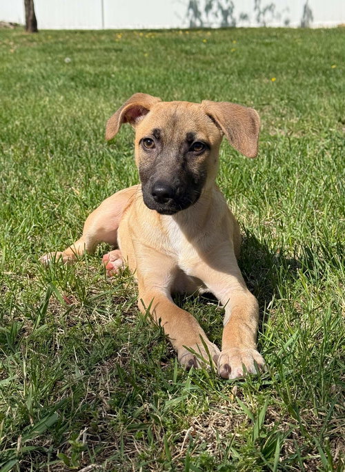 Kelsey, an adoptable Hound in Cliffwood, NJ