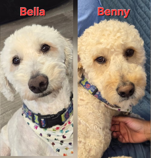 Bella and Benny, an adoptable Poodle in Cliffwood, NJ