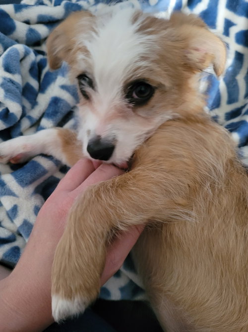 Daisy