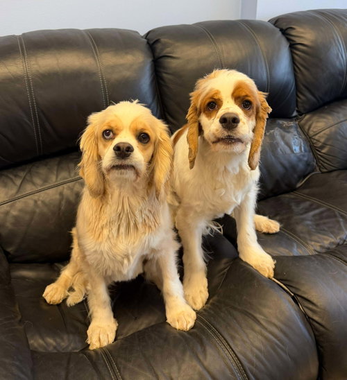 Jack and Jill, an adoptable Spaniel in Cliffwood, NJ