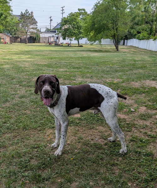 Ruger