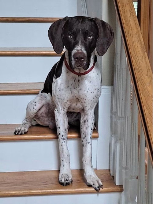 Ruger photo 2