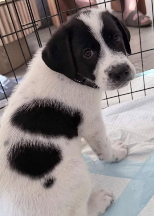 George, an adoptable Great Pyrenees in Cliffwood, NJ