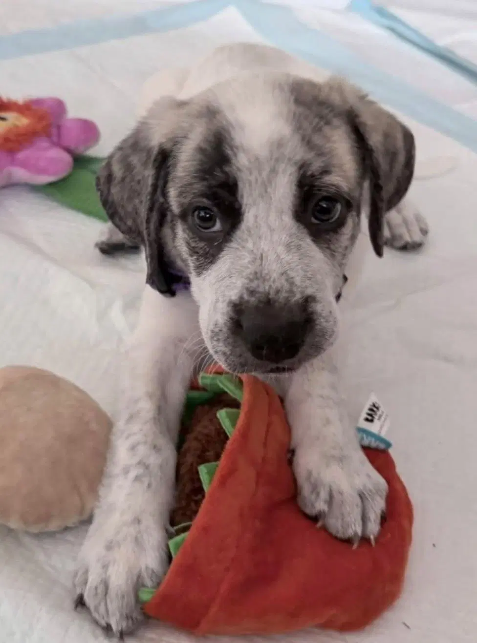 Lennon - Great Pyrenees