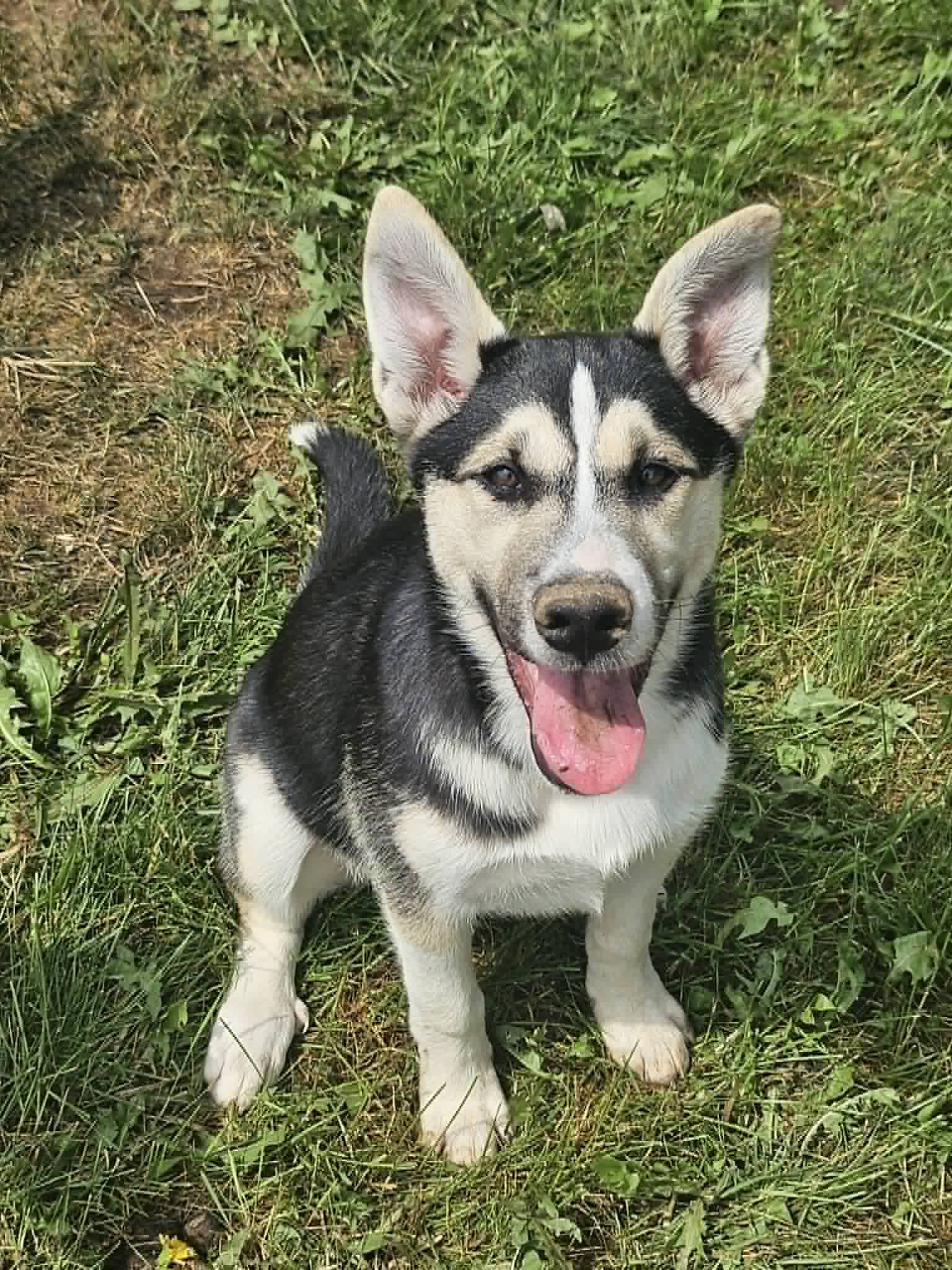 Star - German Shepherd Dog