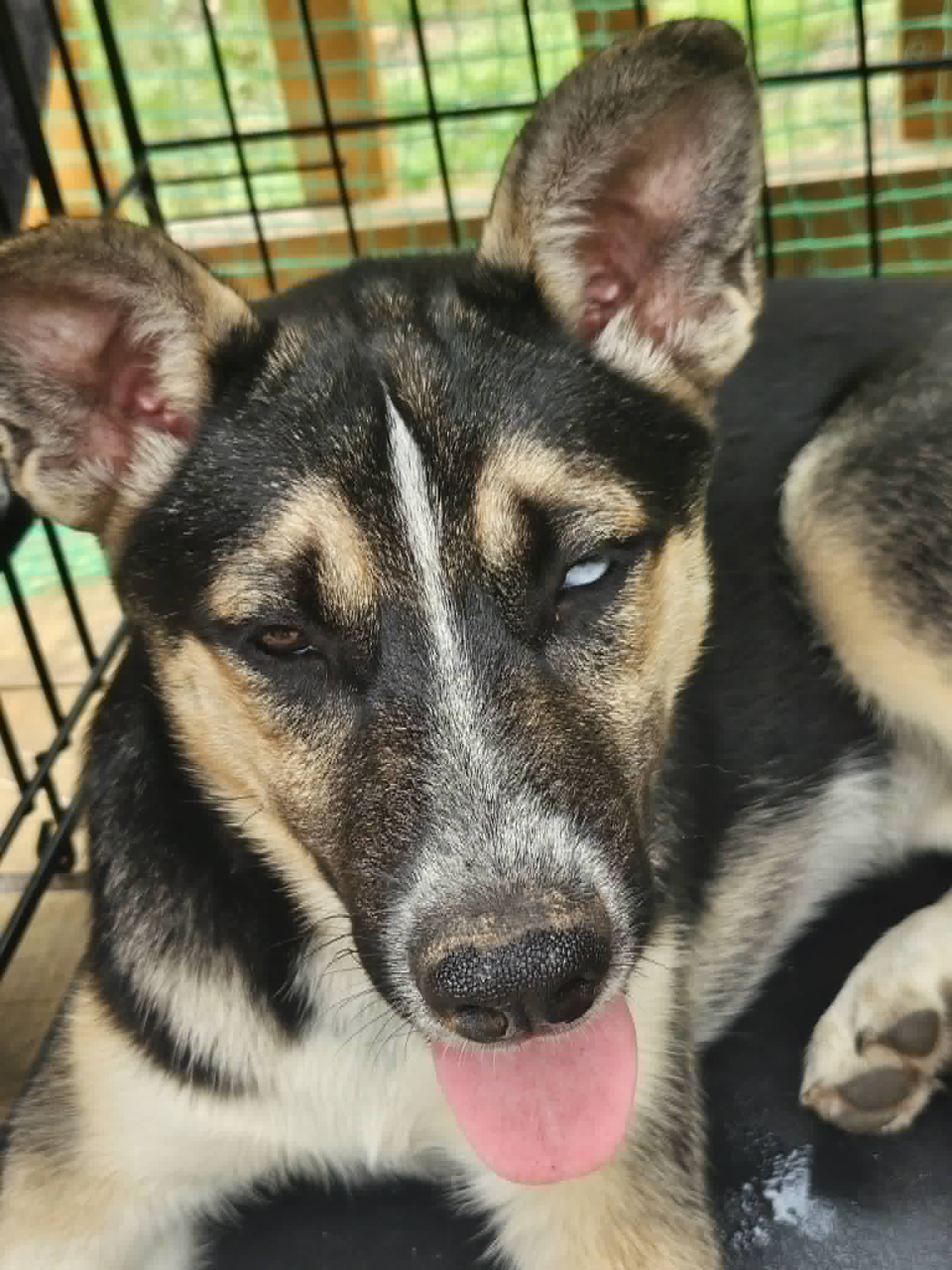 Mini - German Shepherd Dog