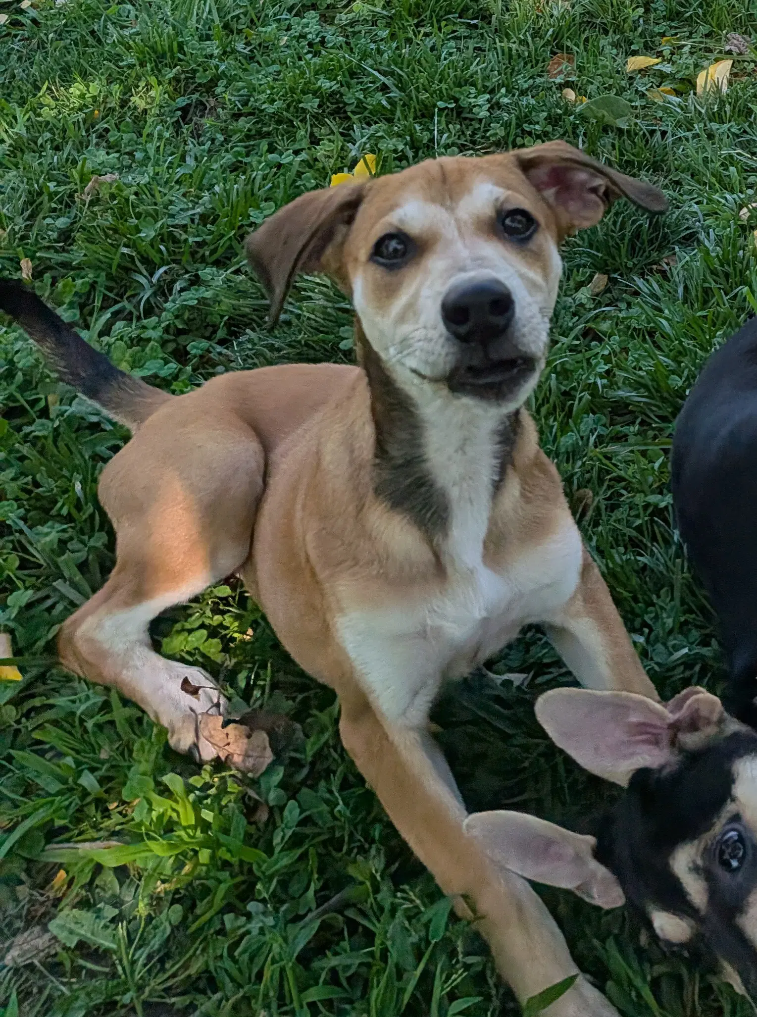 Riley - Hound Mix