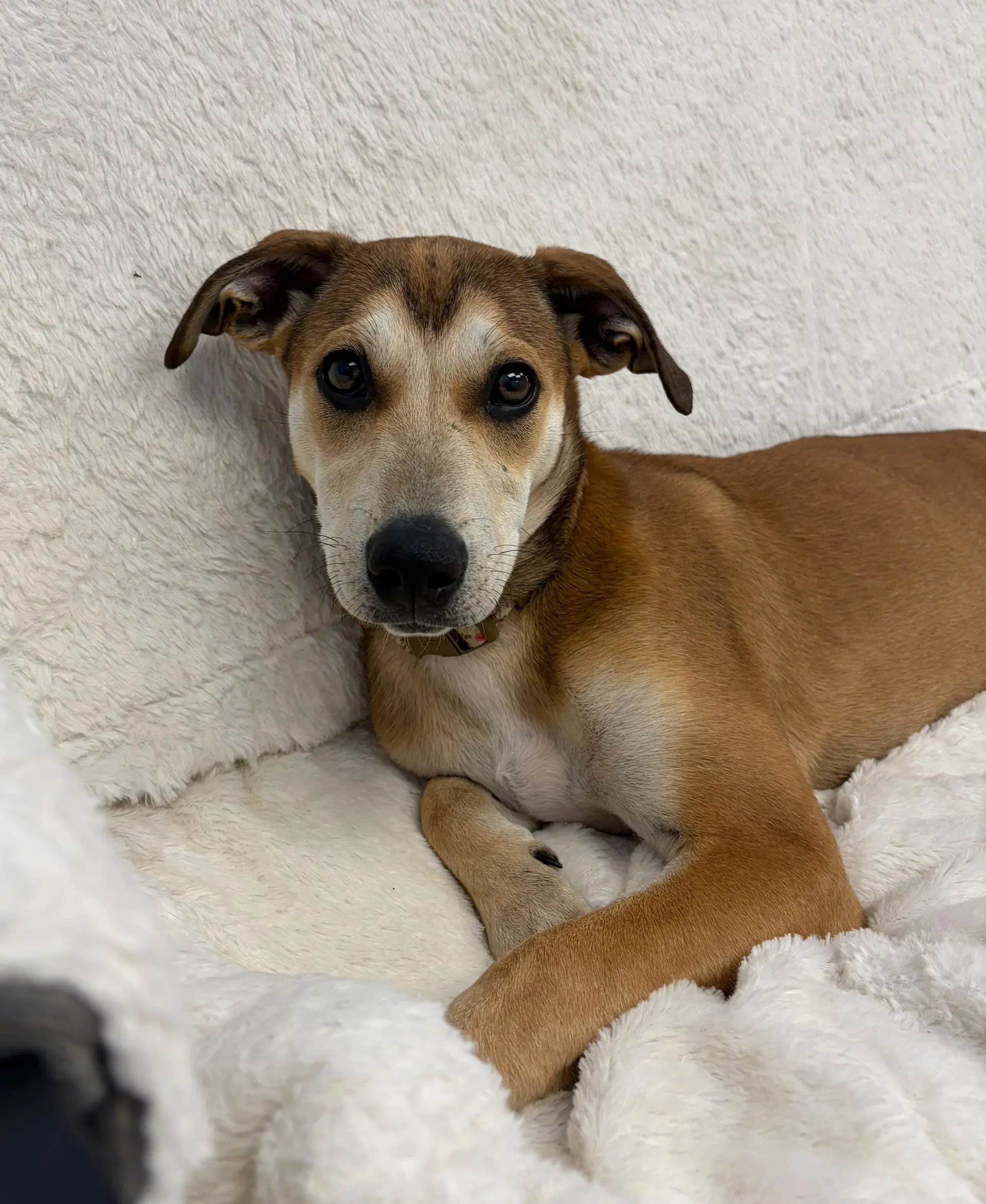 Riley - Hound Mix