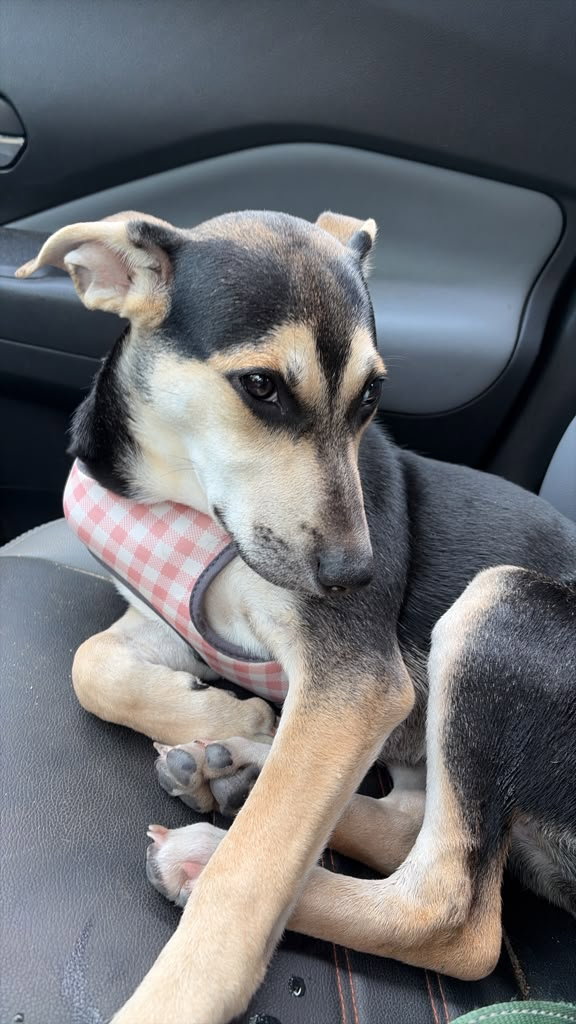 V, Mixed Breed