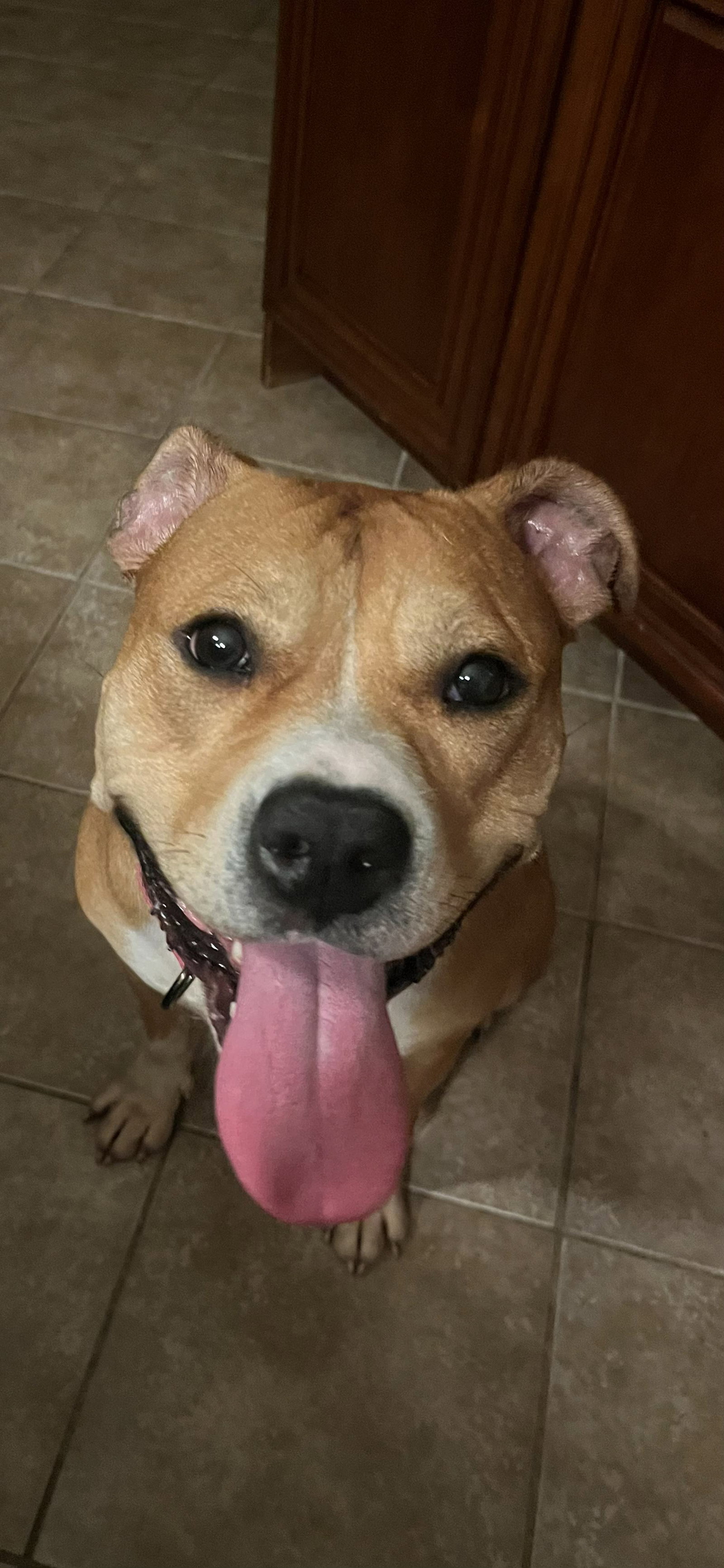 Magenta, dog