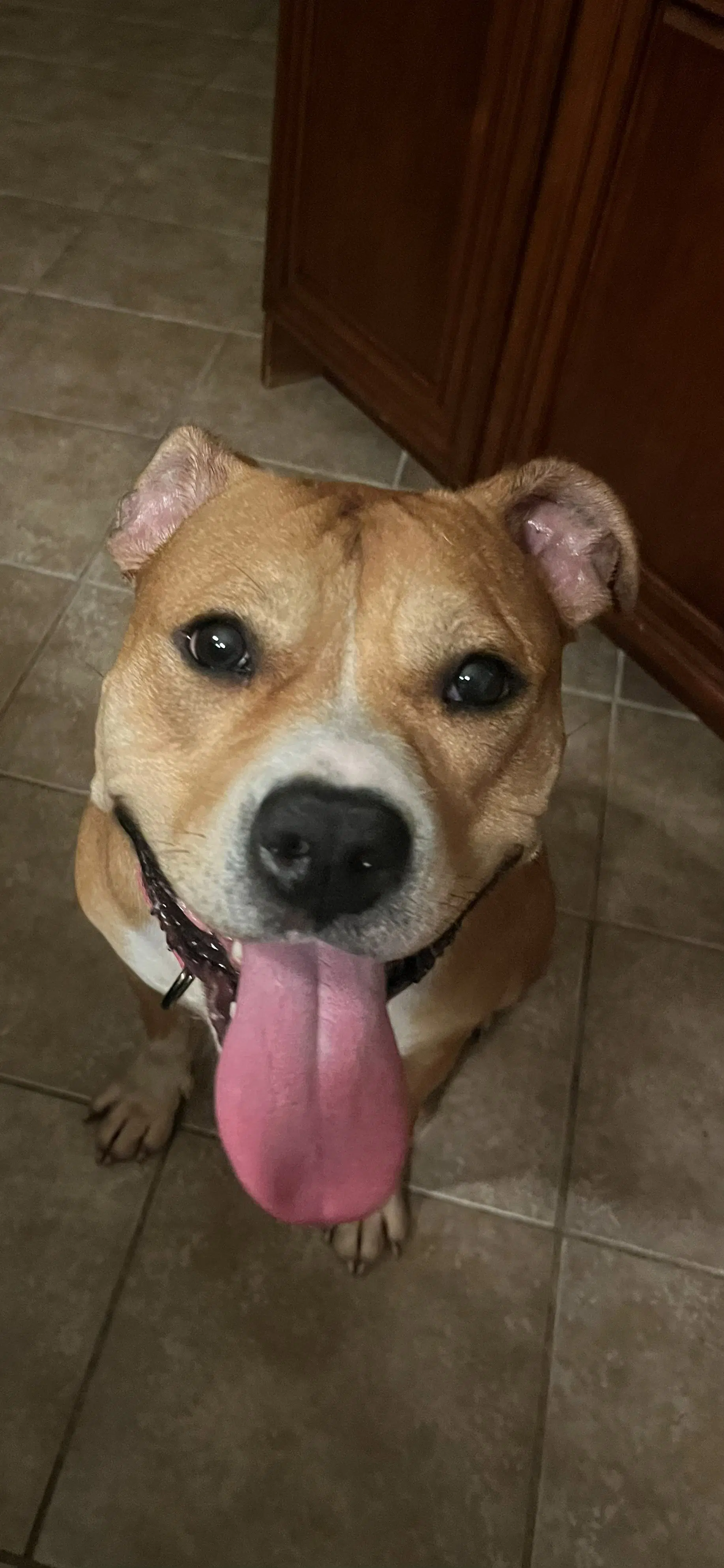 Magenta - Staffordshire Bull Terrier