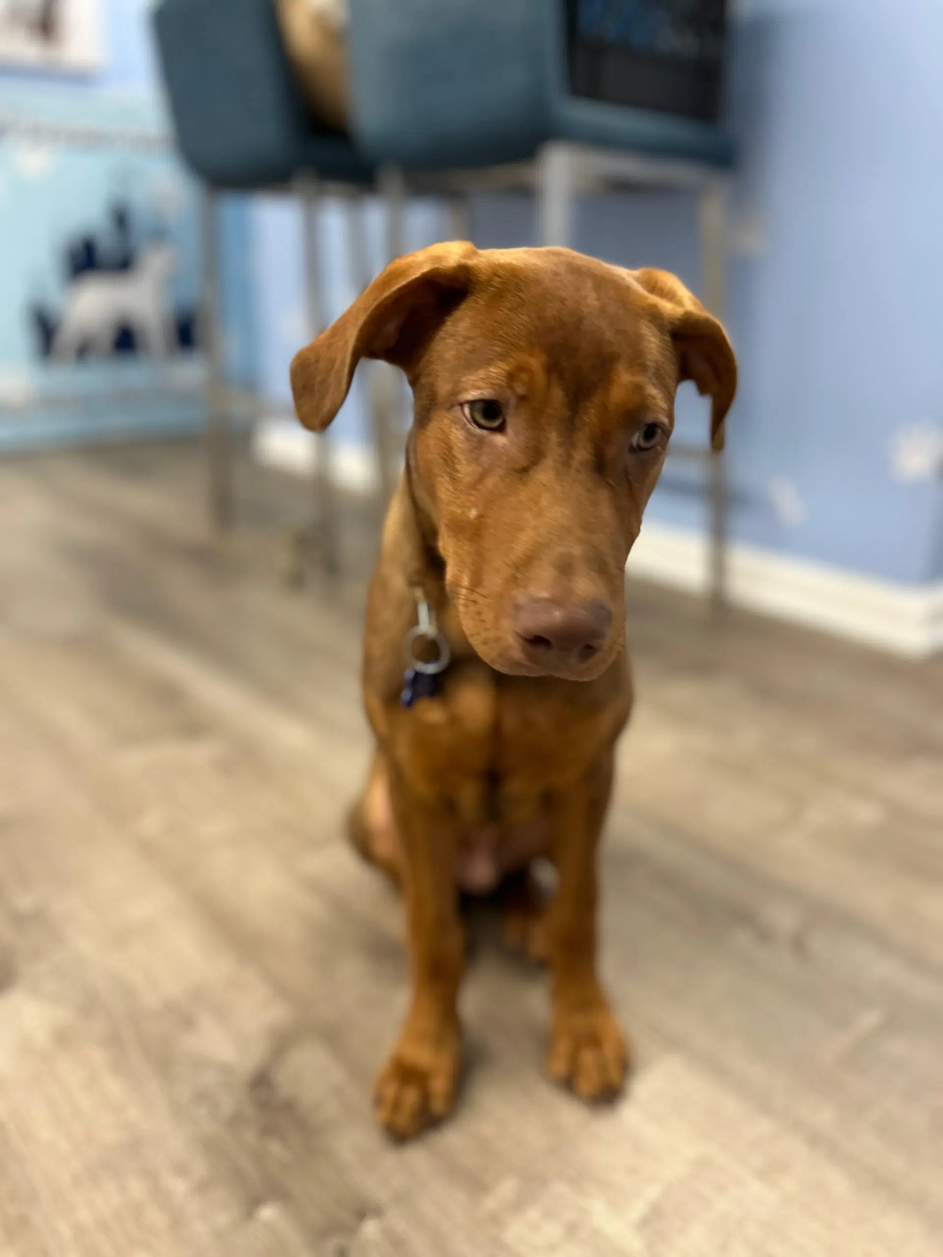 Brad - Labrador Retriever