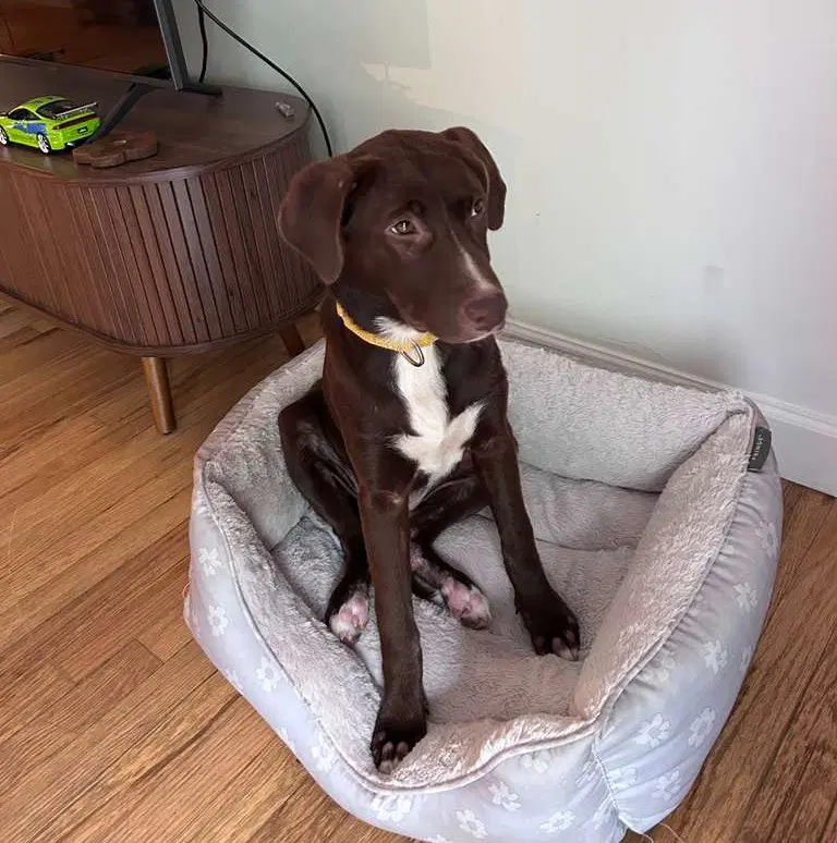 Elizabeth - Labrador Retriever