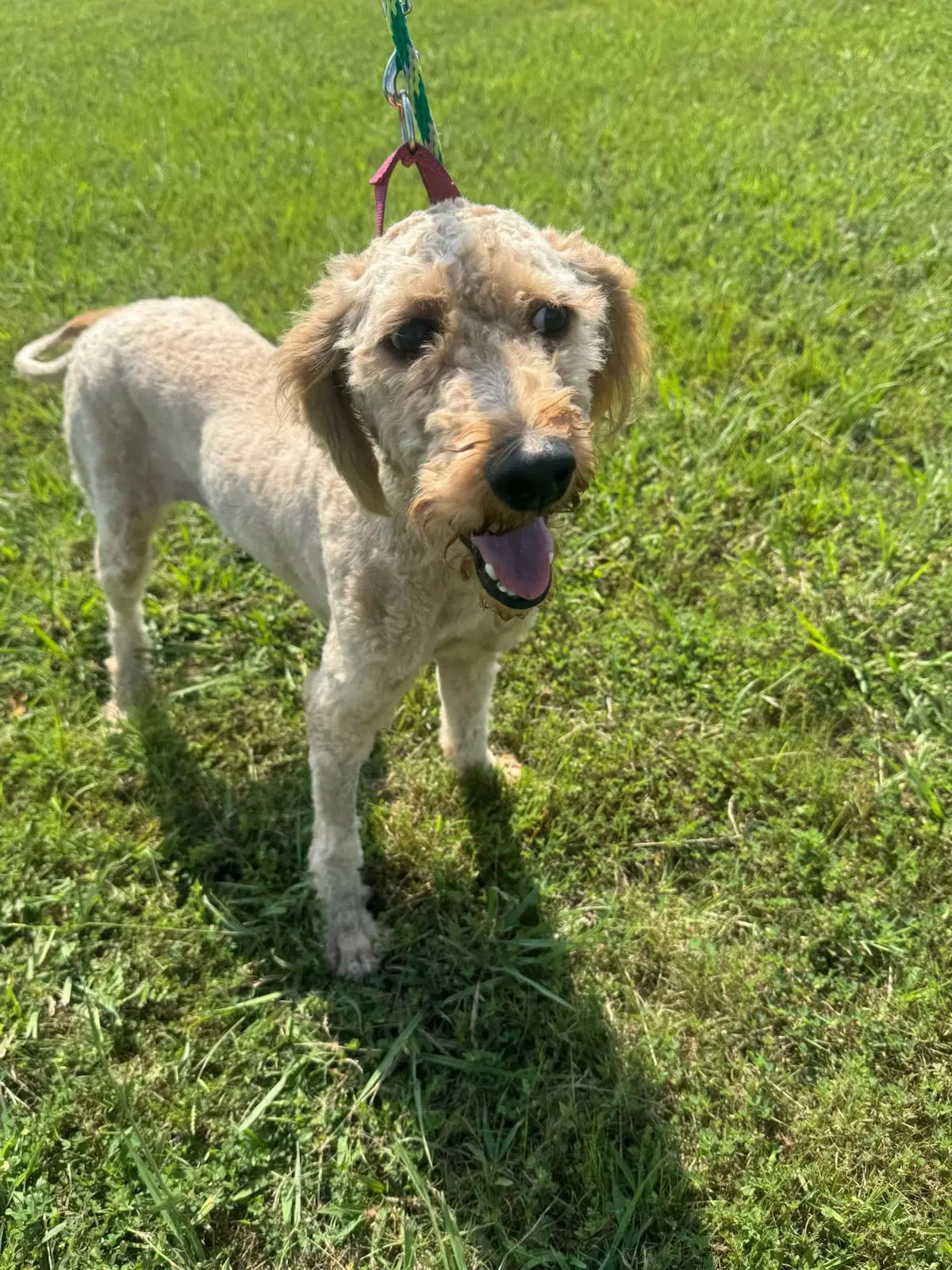 Maisie image 1
