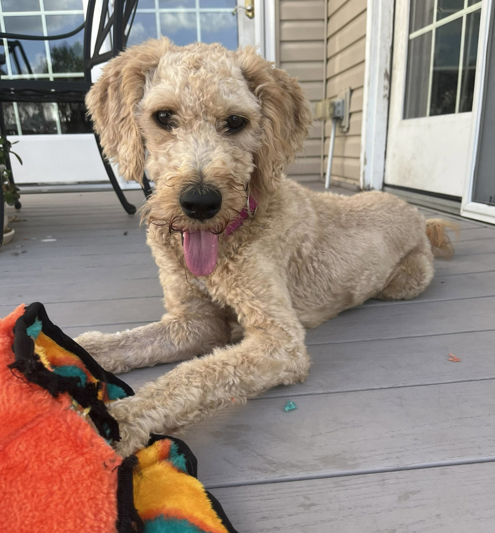 Maisie, Poodle (unknown type)