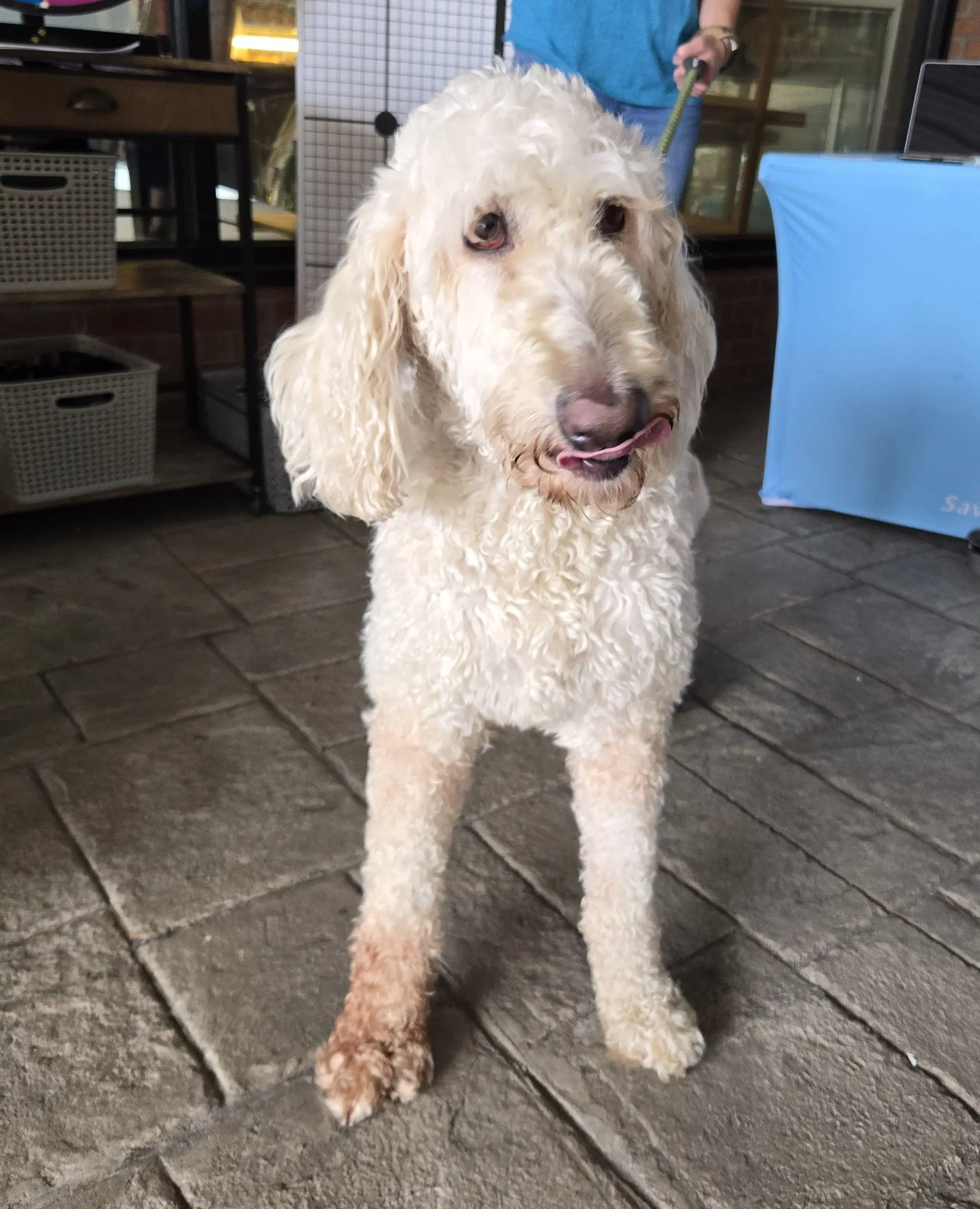Daisy - Poodle (unknown type)