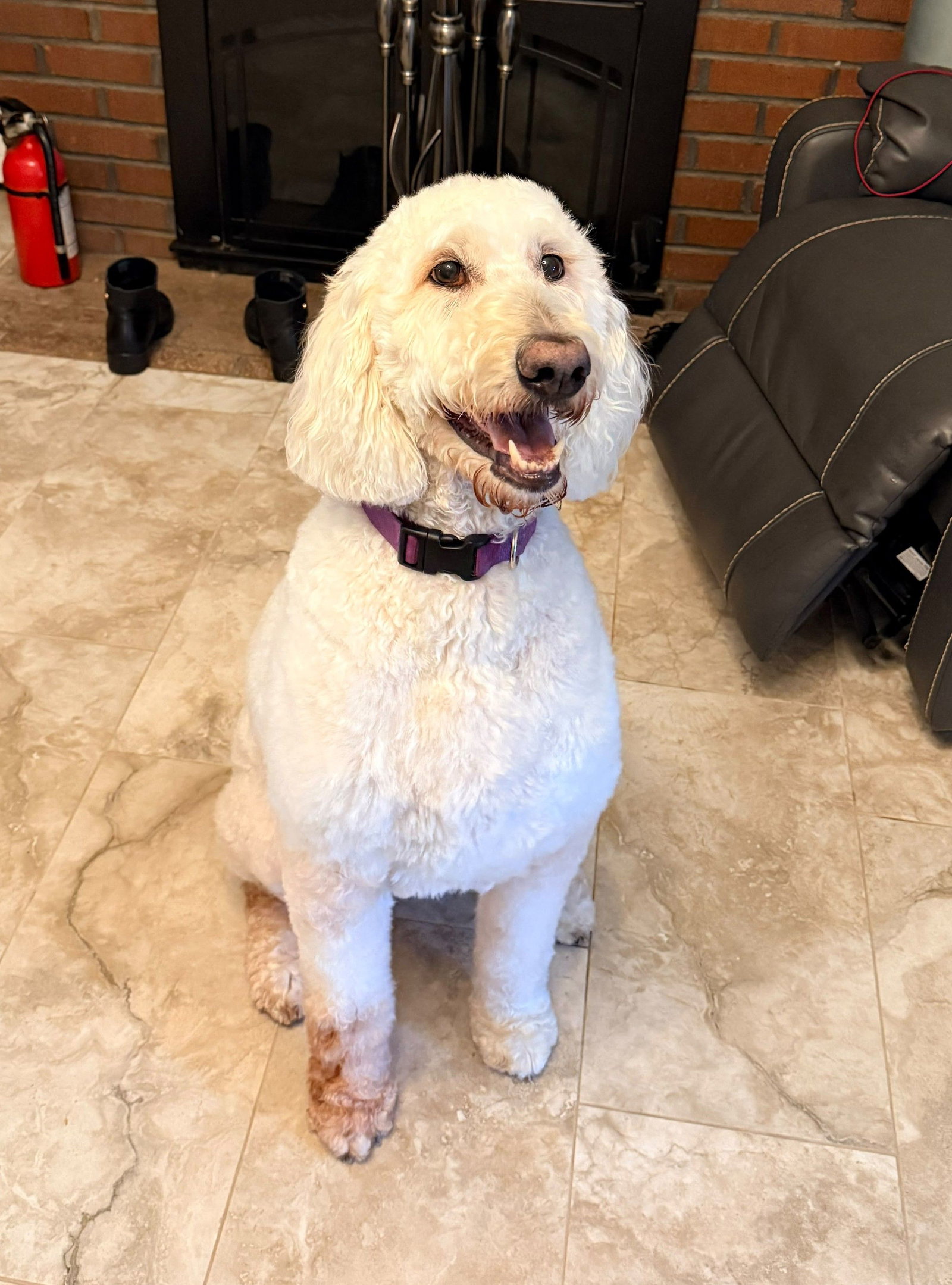Daisy, Poodle (unknown type)