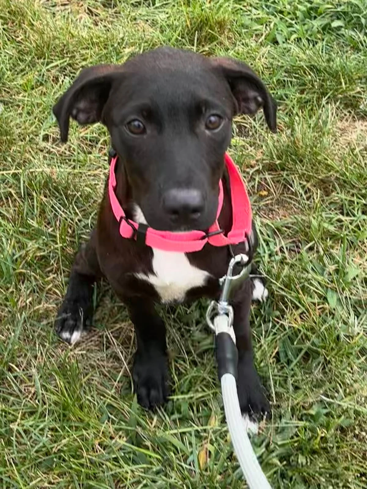 Stella
