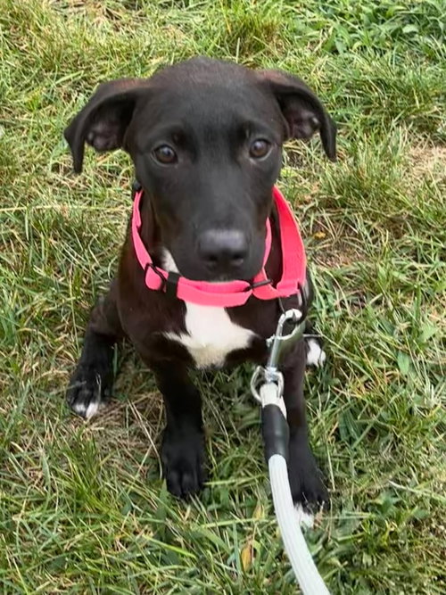 Stella, Unknown breed