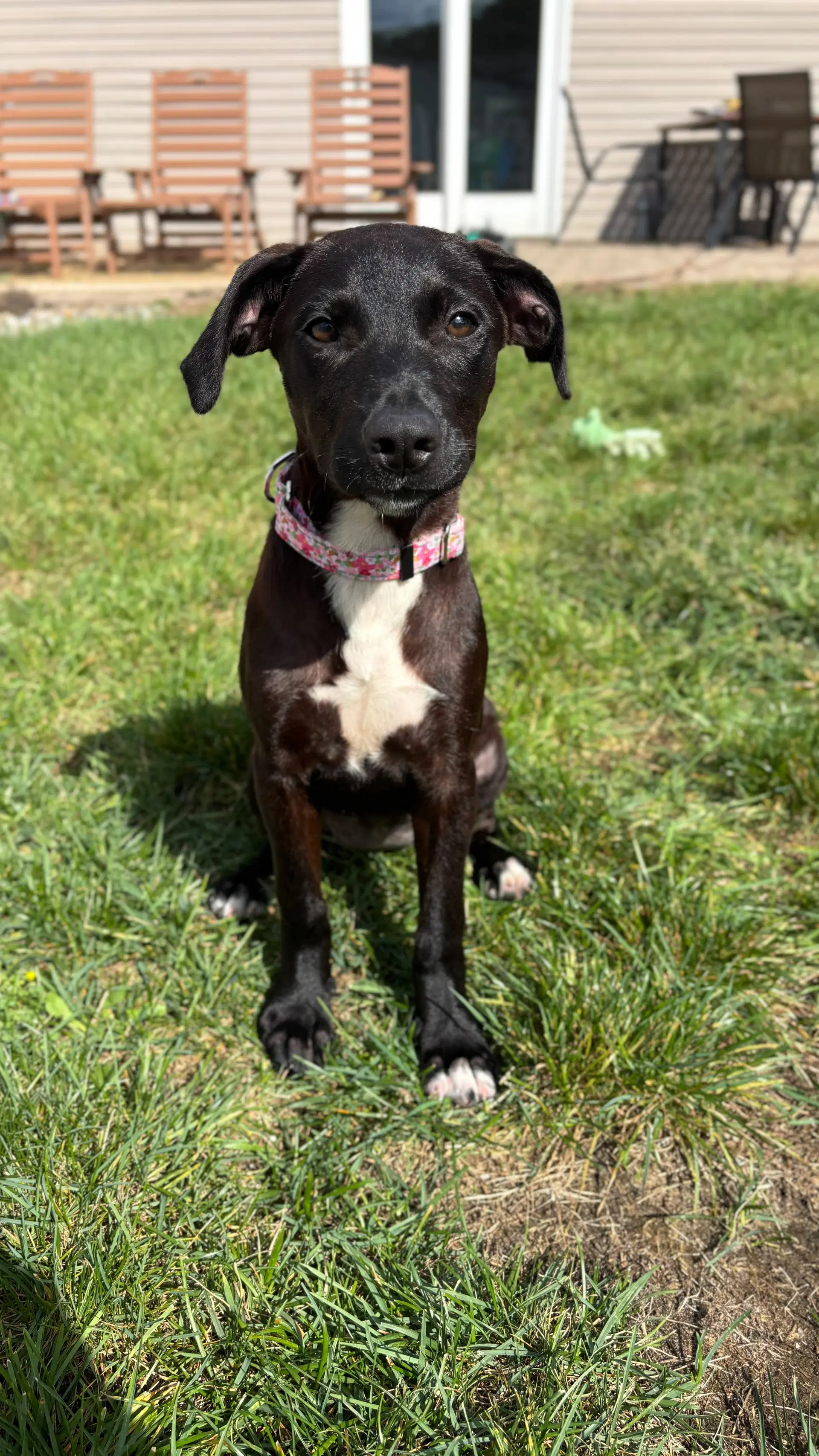 Stella image 4