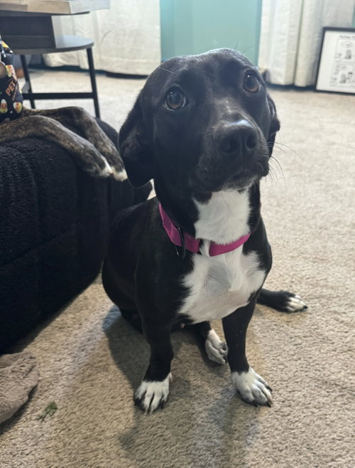 Gladys, Dachshund / Mixed