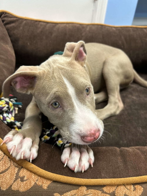 Ridge, Pit Bull Terrier / Mixed