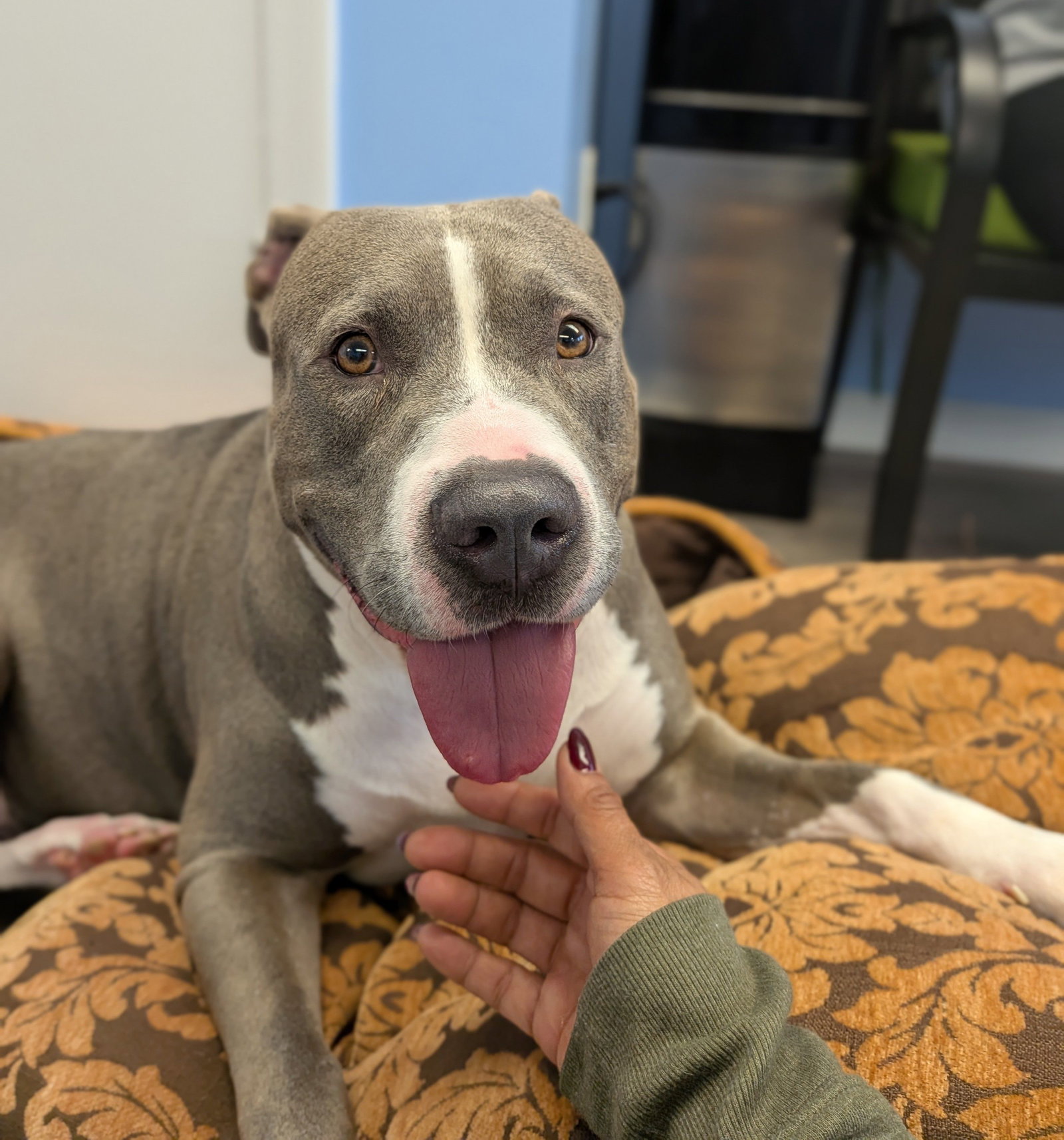 Sky, Pit Bull Terrier