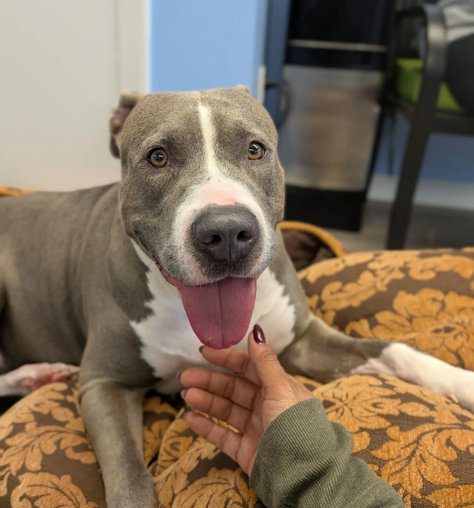 Sky - Pit Bull Terrier