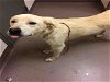 adoptable Dog in norman, OK named A030521