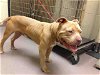 adoptable Dog in norman, OK named A030819