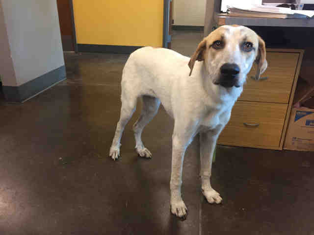 adoptable Dog in Norman, OK named A030596