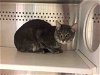 adoptable Cat in norman, OK named A030946