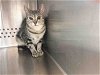 adoptable Cat in norman, OK named A030947