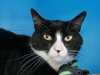 Mr. Kitty