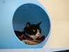 Mr. Kitty