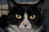 Mr. Kitty