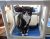 Mr. Kitty