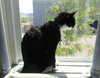 Mr. Kitty