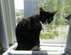 Mr. Kitty
