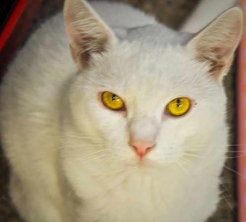 Snow (bonded with Duchess 2016)