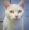 Snow (bonded with Duchess 2016)