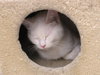Snow (bonded with Duchess 2016)