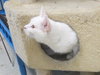 Snow (bonded with Duchess 2016)