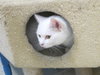 Snow (bonded with Duchess 2016)