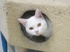 Snow (bonded with Duchess 2016)