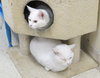 Snow (bonded with Duchess 2016)